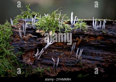 Fructifications du champignon chandelier (Xylaria hypoxylon) de la forêt du sud du Palatinat (Rhénanie-Palatinat), Allemagne en octobre. Banque D'Images