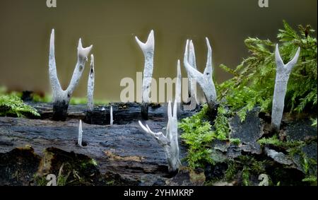 Fructifications du champignon chandelier (Xylaria hypoxylon) de la forêt du sud du Palatinat (Rhénanie-Palatinat), Allemagne en octobre. Banque D'Images