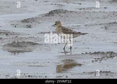 Sandpiper droit (Calidris subruficollis) Banque D'Images