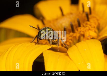 Abeille sueur verte pure (Augochlora pura) Banque D'Images