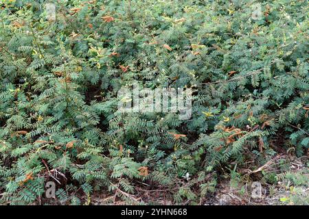 L'arbre sensible géant (Mimosa pigra) est un arbuste originaire d'Amérique tropicale et naturalisé dans d'autres régions tropicales (envahissant). Cette photo a été prise moi Banque D'Images