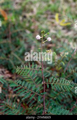 L'arbre sensible géant (Mimosa pigra) est un arbuste originaire d'Amérique tropicale et naturalisé dans d'autres régions tropicales (envahissant). Cette photo a été prise moi Banque D'Images