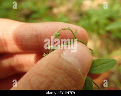 Paillette de lit de réglisse (Galium circaezans) Banque D'Images