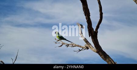 Port Lincoln Ringneck (Barnardius zonarius zonarius) Banque D'Images