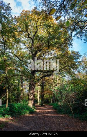 Petts Woods et Scadbury Park à l'automne dans le sud-est de Londres, Angleterre Banque D'Images