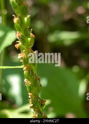 Plantain américain (Plantago rugelii) Banque D'Images