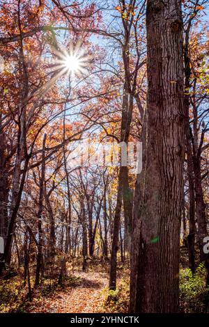 Soleil brille à travers les arbres sur un chemin couvert de feuilles dans la forêt lors d'une belle journée d'automne. Banque D'Images