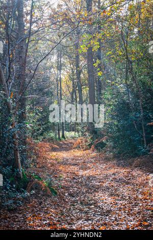 Petts Woods et Scadbury Park à l'automne dans le sud-est de Londres, Angleterre Banque D'Images