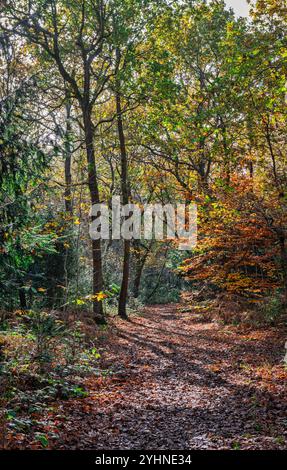 Petts Woods et Scadbury Park à l'automne dans le sud-est de Londres, Angleterre Banque D'Images