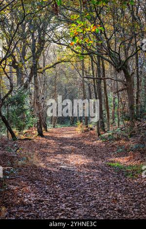 Petts Woods et Scadbury Park à l'automne dans le sud-est de Londres, Angleterre Banque D'Images