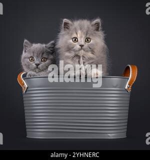 Adorables chatons bleu British Short- et Longhair chat, assis ensemble dans une baignoire en métal gris. Regarder directement à la caméra avec de beaux yeux ronds. Isola Banque D'Images