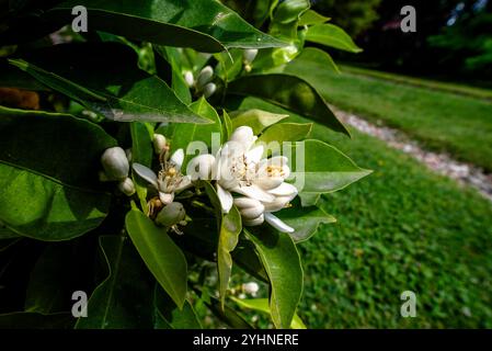 Gros plan de fleurs et de fruits de Citrus aurantium avec des feuilles vertes en arrière-plan à Varèse Lombardie Italie Banque D'Images