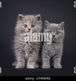 Adorables chatons bleu British Short- et Longhair chat, debout face à l'avant. Regarder directement à la caméra avec de beaux yeux ronds. Isolé sur une blac Banque D'Images