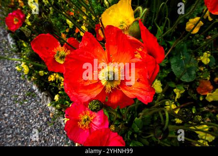 Gros plan de Papaver croceum avec des feuilles vertes en arrière-plan à Varèse Lombardie Italie Banque D'Images