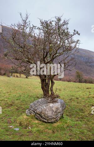 arbre des ours de roche Banque D'Images