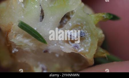 Adelgid (Adelges abietis) Banque D'Images