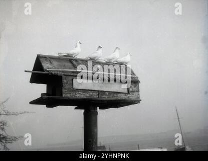 années 1950, historique, à une côte, quelques pigeons assis sur le toit d'un petit vieil abri en bois ou nichoir fixé sur un poteau métallique. Banque D'Images