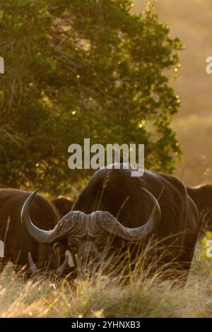 Un oiseau assis au sommet d'un taureau adulte mâle du Cap Buffalo alors qu'il pèle dans la réserve de gibier de Schotia, Cap oriental, Afrique du Sud Banque D'Images