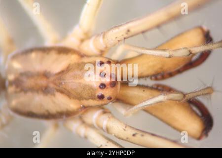 Araignée à orbe épi (Tetragnatha mandibulata) Banque D'Images