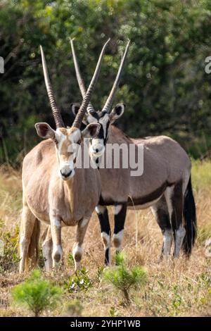 Une paire de gemsbok debout ensemble regardant à Schotia Game Reserve, Eastern Cape, Afrique du Sud Banque D'Images