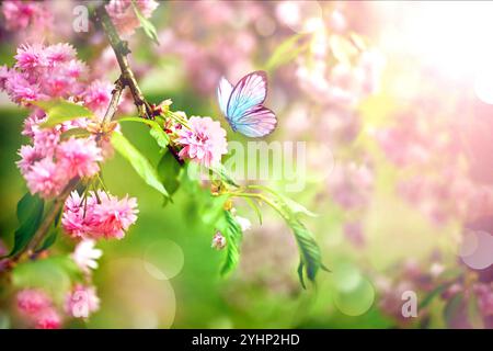 Branche de cerise fleurie sur fond de printemps, papillon bleu flottant au printemps sur la nature à l'extérieur. Banque D'Images