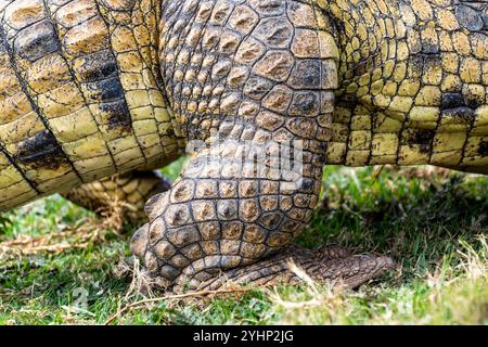 Les écailles écailleuses sur la jambe d'un crocodile à Schotia Game Reserve, Eastern Cape, Afrique du Sud Banque D'Images