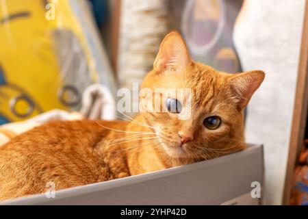 Un chat orange moelleux est confortablement allongé à l'intérieur d'une boîte à chaussures et regarde curieusement la caméra avec ses yeux brillants Banque D'Images