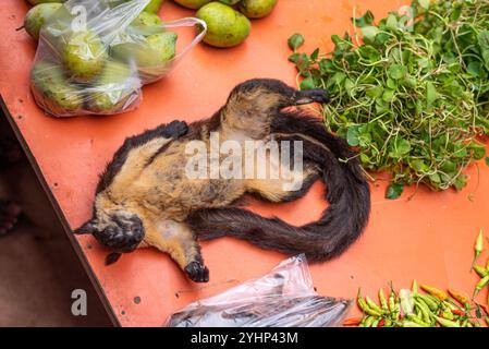 Xepon, Laos - 24 juin 2023 : le cadavre d'un écureuil géant prétendument noir (Ratufa bicolor) est vendu au marché Xepon. Banque D'Images