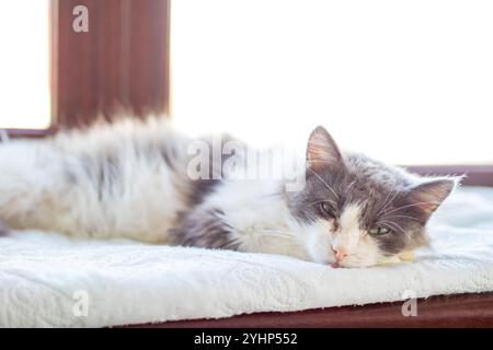 Un chat gris et blanc dort paisiblement sur un lit confortable situé devant une fenêtre, profitant de la chaleur de la lumière du soleil Banque D'Images