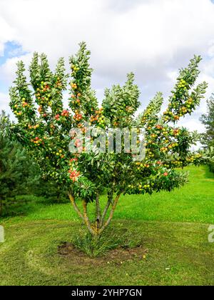 Pommier dans le jardin avec des grappes de nombreuses pommes rouges mûres sur les branches Banque D'Images