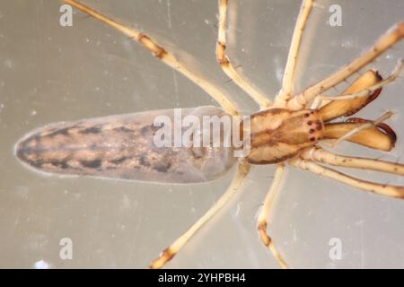 Araignée à orbe épi (Tetragnatha mandibulata) Banque D'Images