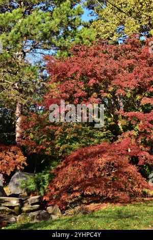 Jardin japonais étonnant en automne, vertical Banque D'Images