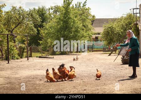 Une femme âgée nourrissant des poulets dans une ferme, offrant du grain à la volaille dans un cadre rural paisible. La scène capture un gros plan de soin et Banque D'Images