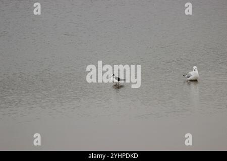 Échasses à dos blanc (Himantopus mexicanus melanurus) Banque D'Images