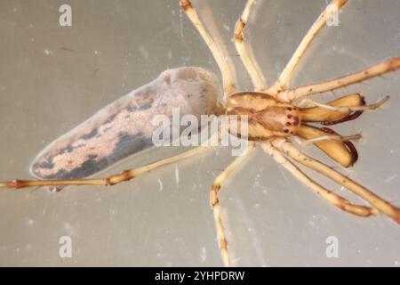 Araignée à orbe épi (Tetragnatha mandibulata) Banque D'Images