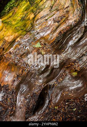 Photographie texturale abstraite d'un tronc de cèdre vieux mouillé de pluie et de mousse dans la forêt nationale olympique de l'État de Washington. Banque D'Images