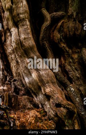 Photographie texturale abstraite d'un tronc de cèdre vieux mouillé de pluie et de mousse dans la forêt nationale olympique de l'État de Washington. Banque D'Images