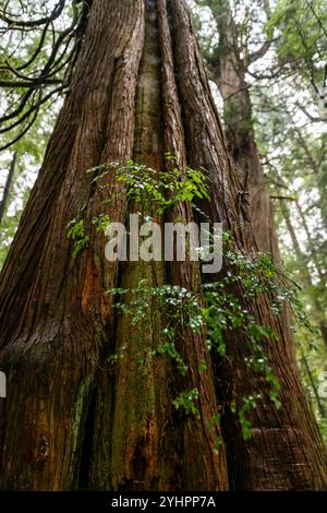 Photo en gros plan d'un vieux tronc de cèdre s'élevant vers la canopée de la forêt sur la péninsule olympique de l'État de Washington. Banque D'Images