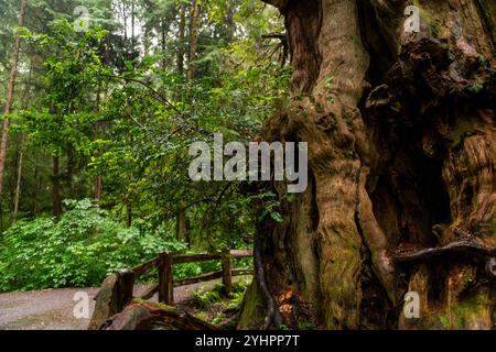 Un sentier courbe autour de l'énorme tronc d'un ancien cèdre profondément dans la luxuriante forêt tropicale olympique de l'État de Washington. Banque D'Images