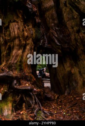 Une personne s'accroupit pour photographier à travers un trou dans un grand cèdre profondément dans la forêt nationale olympique de Washington. Banque D'Images