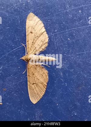 Carlin d'armoise (Eupithecia absinthiata) Banque D'Images