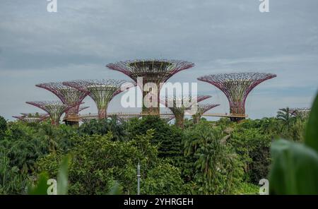 L'attraction Gardens of the Bay Supertrees est une zone environnementale durable appréciée par les habitants et populaire auprès des touristes visitant Singapour. Banque D'Images