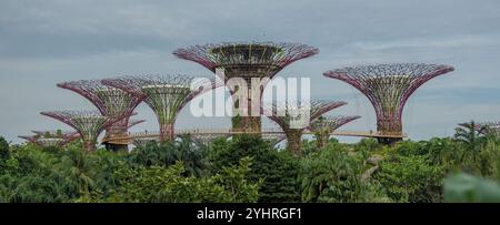 L'attraction Gardens of the Bay Supertrees est une zone environnementale durable appréciée par les habitants et populaire auprès des touristes visitant Singapour. Banque D'Images