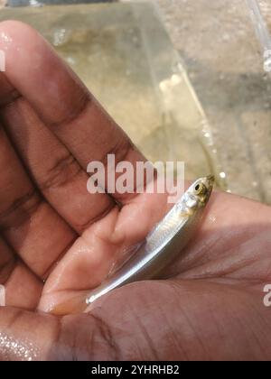 Silverside atlantique (Menidia menidia) Banque D'Images
