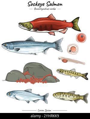 Ensemble d'illustration de saumon sockeye Illustration de Vecteur
