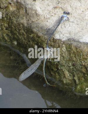 Danseuse en poudre (Argia moesta) Banque D'Images