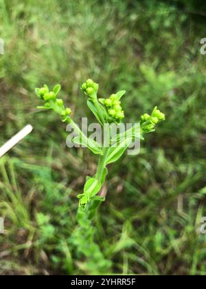 Verge d'or raide du sud-est (Solidago rigida glabrata) Banque D'Images