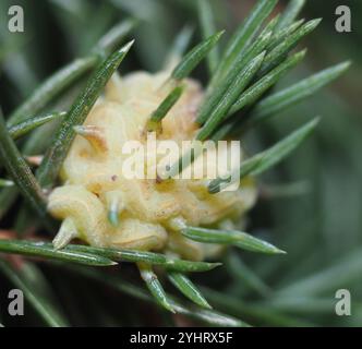 Adelgid (Adelges abietis) Banque D'Images