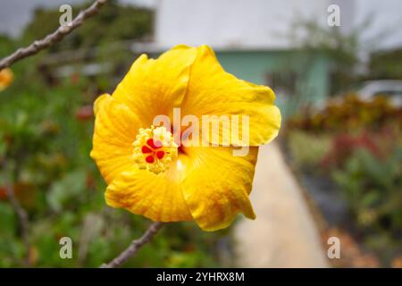 Une fleur d'hibiscus jaune éclatante fleurit bien en évidence sur un fond légèrement flou. Ses pétales saisissants et son centre détaillé attirent l'attention au milieu Banque D'Images