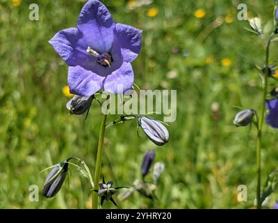 (Campanule à larges feuilles Campanula rhomboidalis) Banque D'Images